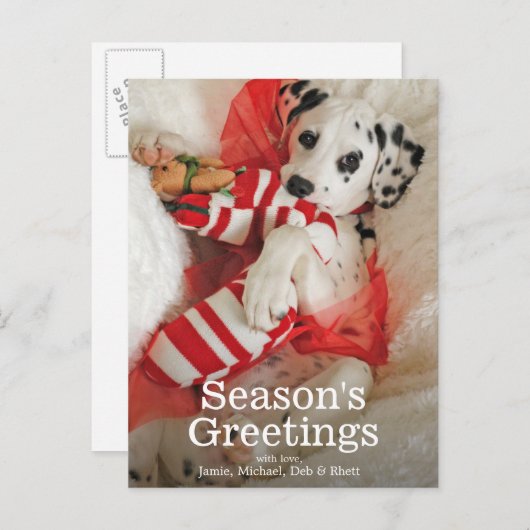 クリスマスのストッキングを持つDalmationの子犬およびヒイラギ シーズンポストカード (正面/裏面)