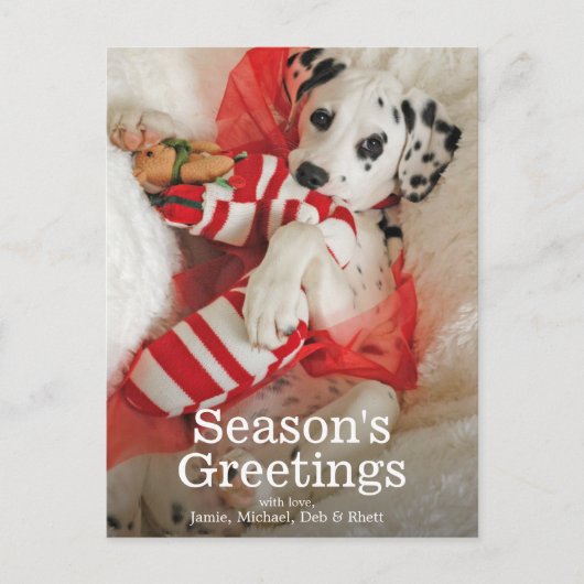 クリスマスのストッキングを持つDalmationの子犬およびヒイラギ シーズンポストカード (正面)
