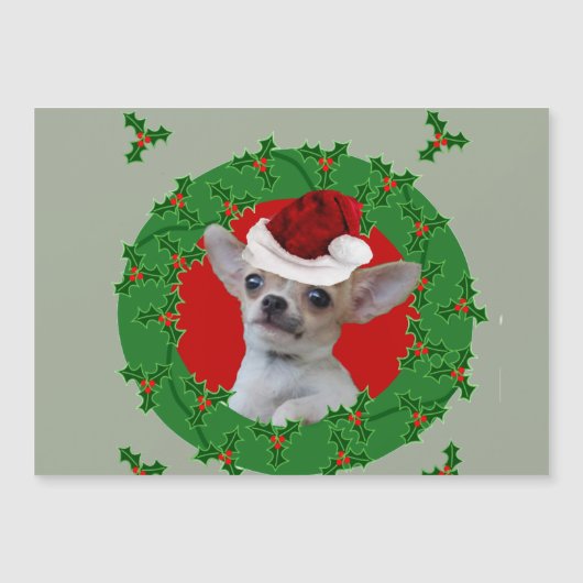 クリスマスのチワワ犬 (正面)