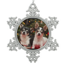 クリスマスのチワワ