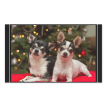 クリスマスのチワワ