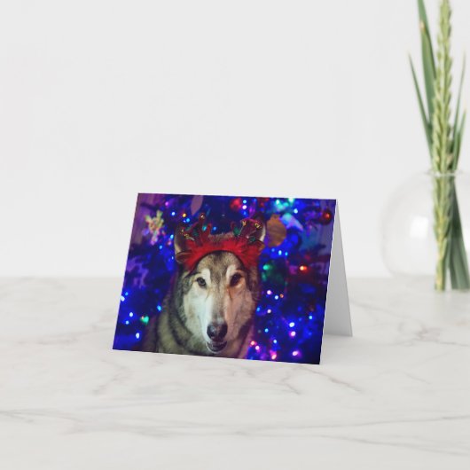 クリスマスのハスキー サンキューカード (正面)