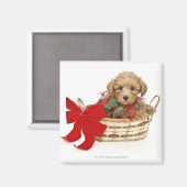 クリスマスのバスケットに座っているプードルの子犬 マグネット (正面/裏面)