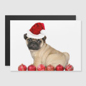 クリスマスのパグ犬 (正面/裏面)