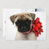 クリスマスのリボンに包まれたパグの子犬 シーズンカード (正面/裏面)