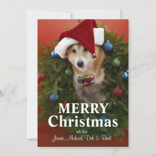 クリスマスのリースに坐っている柴犬犬 シーズンカード