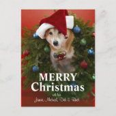 クリスマスのリースに坐っている柴犬犬 シーズンポストカード (正面)