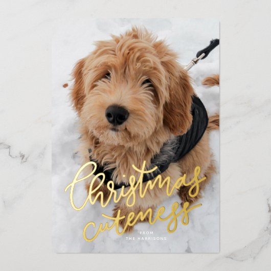 クリスマスの可愛さ1枚かわいいペット 箔シーズンカード (正面)