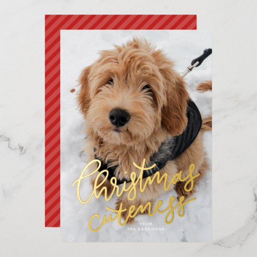 クリスマスの可愛さ1枚かわいいペット 箔シーズンカード (正面/裏面)