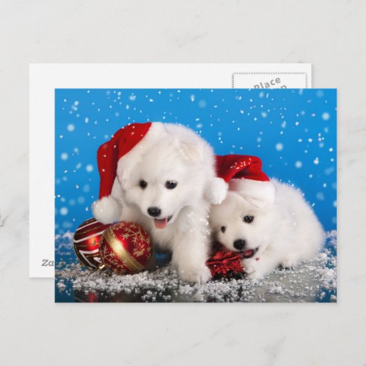 クリスマスの子犬の白いポメラニア犬のスピッツ シーズンポストカード (正面/裏面)