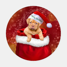 クリスマスの子犬