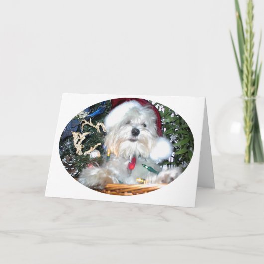 クリスマスの子犬 シーズンカード (正面)