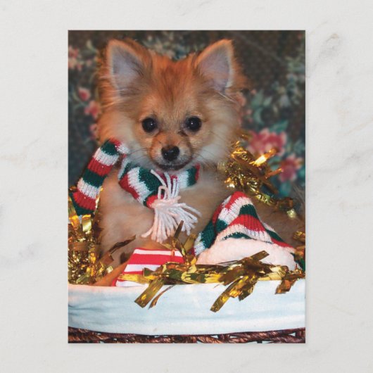 クリスマスの子犬 シーズンポストカード (正面)