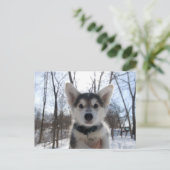 クリスマスの子犬 シーズンポストカード (スタンド正面)