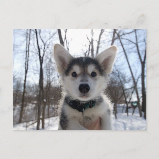 クリスマスの子犬 シーズンポストカード (正面)