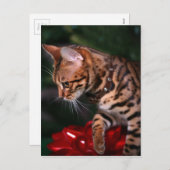 クリスマスの子猫の写真(ベンガル国内猫) シーズンポストカード (正面/裏面)
