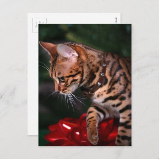 クリスマスの子猫の写真(ベンガル国内猫) シーズンポストカード (正面/裏面)