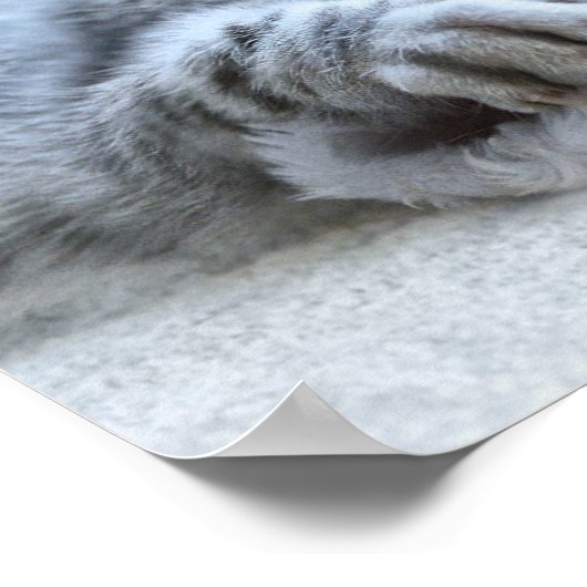 クリスマスの子猫 ポスター (角)