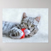 クリスマスの子猫 ポスター (正面)