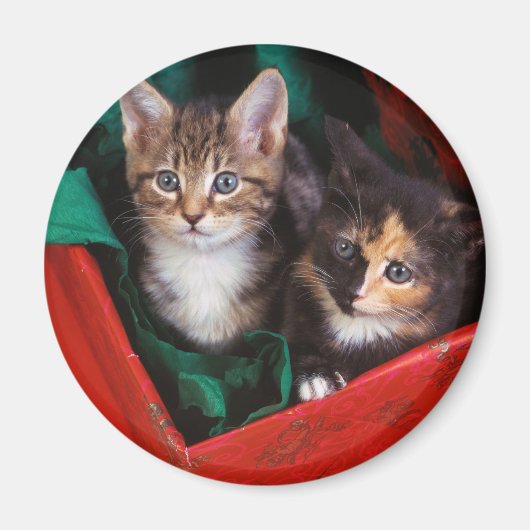 クリスマスの子猫 マグネット (正面)