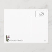 クリスマスの小剣およびつまらないものの芸術のギフト シーズンポストカード (裏面)