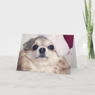クリスマスの小犬の応援 シーズンカード