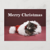 クリスマスの帽子で一緒に眠った子ネコ シーズンポストカード (正面)