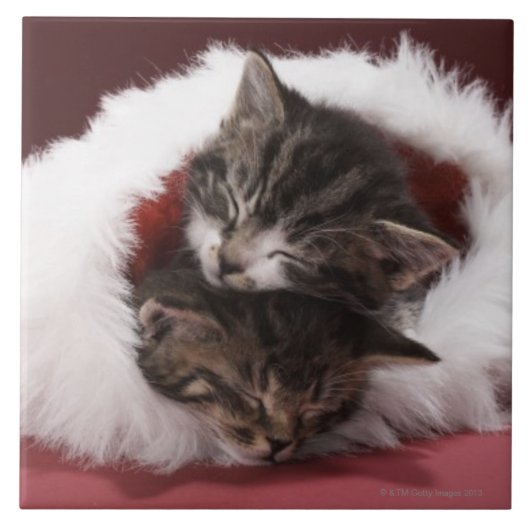 クリスマスの帽子で一緒に眠った子ネコ タイル (正面)