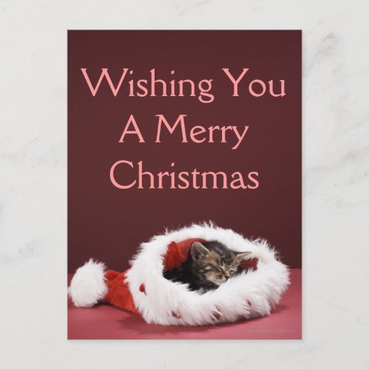 クリスマスの帽子で眠った子ネコ シーズンポストカード (正面)