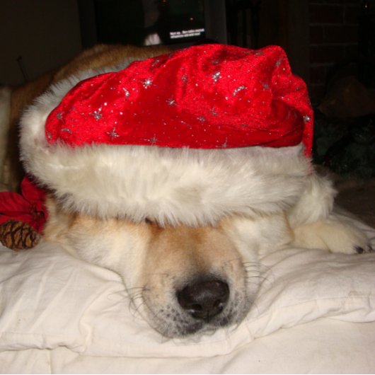 クリスマスの服を着て眠っているかわいい秋田犬 ジグソーパズル