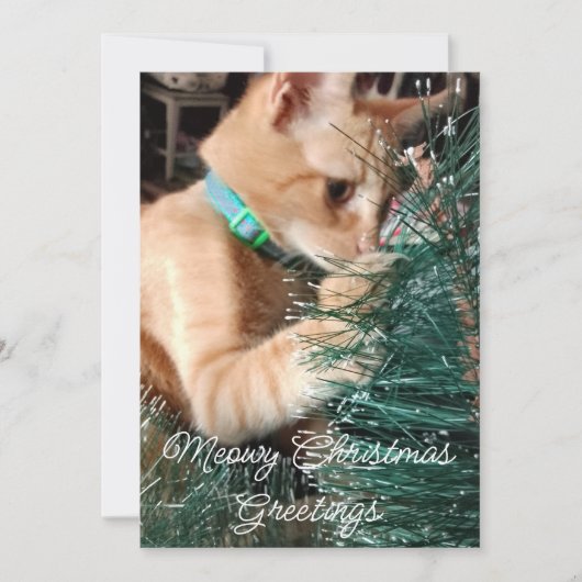 クリスマスの猫のご挨拶、写真とテキスト、 シーズンカード (正面)