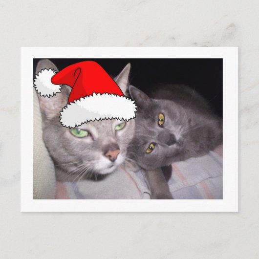 クリスマスの猫 シーズンポストカード (正面)