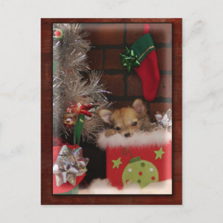 クリスマスの箱のかわいいチワワの子犬 シーズンポストカード