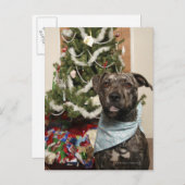 クリスマスの肖像画のために提起しているピット・ブル シーズンポストカード (正面/裏面)