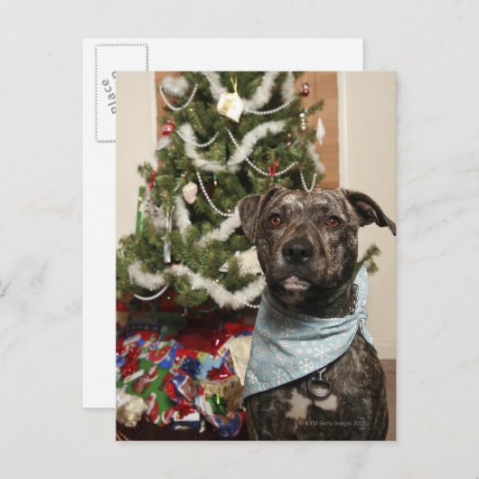クリスマスの肖像画のために提起しているピット・ブル シーズンポストカード (正面/裏面)