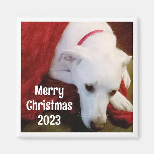 クリスマスの願いと年の愛犬の写真 マグネット