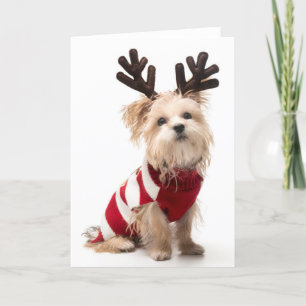 クリスマスの(雄ジカの)枝角を搭載するMorkieの品種犬 シーズンカード