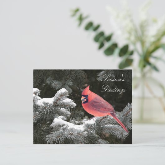 クリスマスの(鳥)ショウジョウコウカンチョウ シーズンポストカード (スタンド正面)