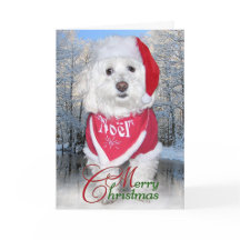 クリスマスのBichon Frise犬