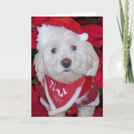 クリスマスのBichon Frise犬 シーズンカード