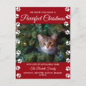 クリスマスを狙う |猫の休日の写真 シーズンポストカード (正面)