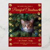 クリスマスを狙う |猫写真実在 箔シーズンポストカード (正面)