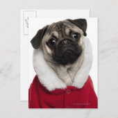 クリスマスを身に着けているパグの子犬(6か月古い) シーズンポストカード (正面/裏面)