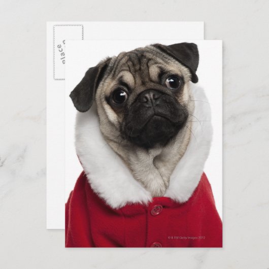 クリスマスを身に着けているパグの子犬(6か月古い) シーズンポストカード (正面/裏面)