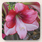 クリスマスアマリリスレッドホリデイフローラ コースター (正面)