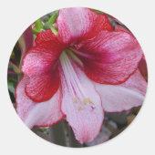 クリスマスアマリリスレッドホリデイフローラ ラウンドシール (正面)