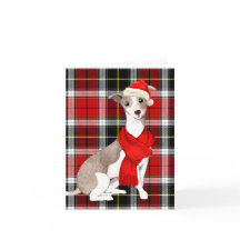 クリスマスイタリアングレイハウンドとホリデープレイド