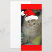 クリスマスオレンジ虎猫子猫 (正面/裏面)