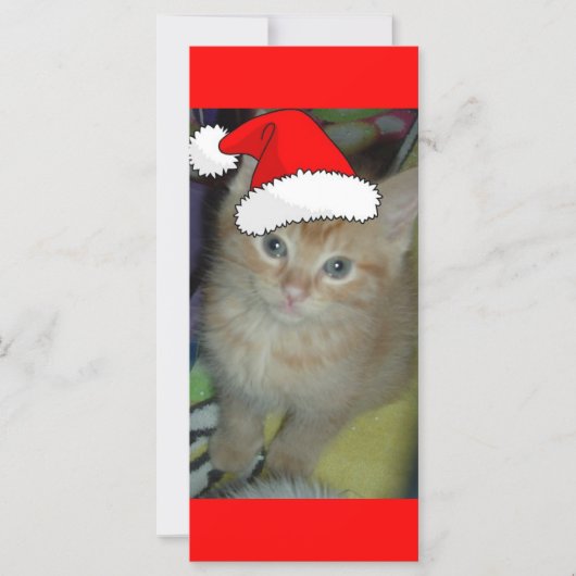 クリスマスオレンジ虎猫子猫 (正面)