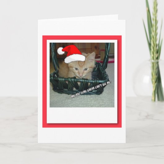 クリスマスオレンジ虎猫子猫 シーズンカード (正面)